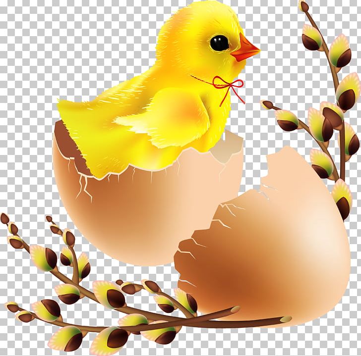 Photography Others Easter Egg PNG, Clipart, Beak, Bird, Chick, Download, Easter Free PNG Download