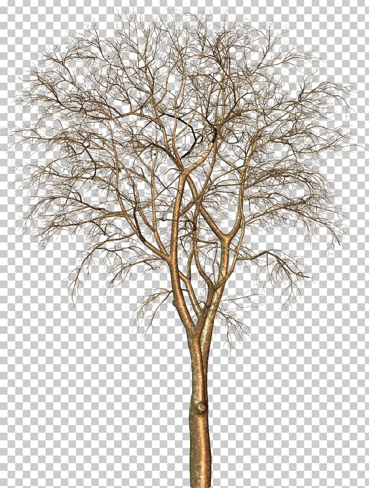 Tree Trunk Archive File PNG, Clipart, Archive File, Branch, Green Tree, Nature, Plant Free PNG Download