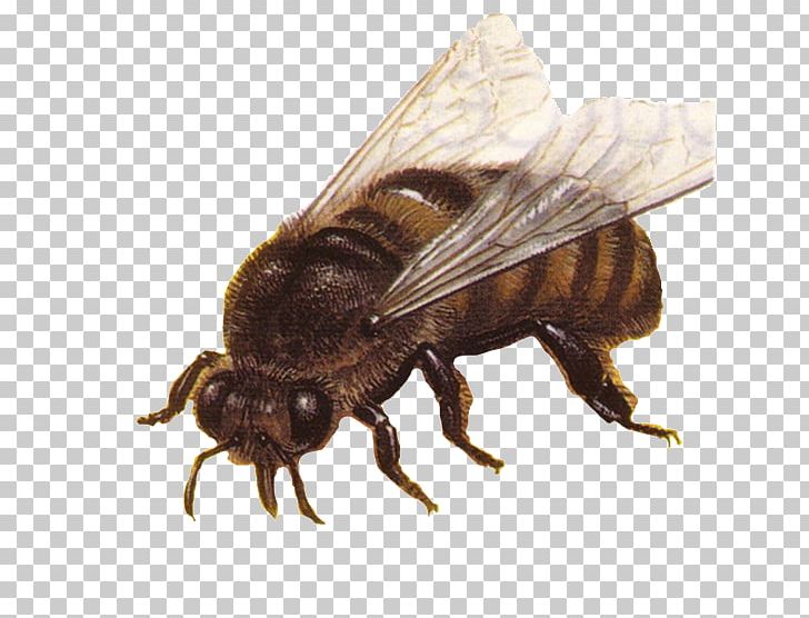 Western Honey Bee L'apiculture Beekeeping Bumblebee PNG, Clipart,  Free PNG Download