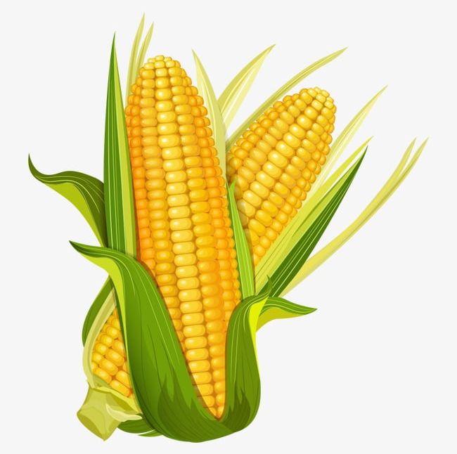 Corn PNG, Clipart, Baogu, Cartoon, Cartoon Corn, Corn, Corn Clipart Free PNG Download