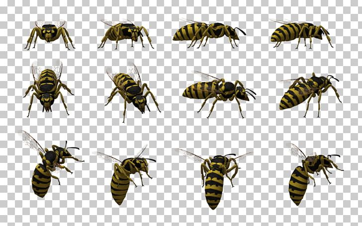 Insect Honey Bee Hornet Wasp PNG, Clipart, Animal, Animals, Arthropod, Bee, Bumblebee Free PNG Download