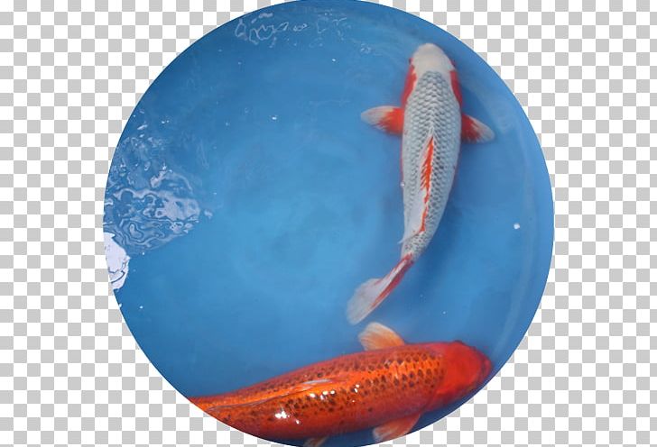 Kōhaku Goldfish Carp Japan PNG, Clipart, Biology, Blue, Carp, Fin, Fish Free PNG Download