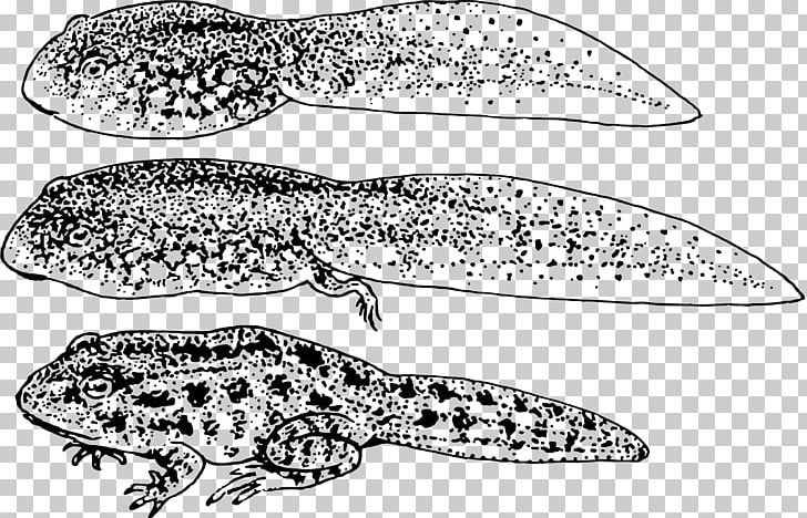 Frog Tadpole Amphibians PNG, Clipart, Amphibian, Amphibians, Animals, Biological Life Cycle, Black And White Free PNG Download