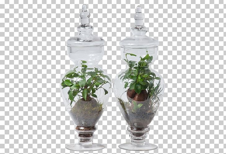 Vase Glass Flowerpot Houseplant PNG, Clipart, Cactaceae, Cactus Garden, Cyclamen, Drinkware, Ficus Retusa Free PNG Download