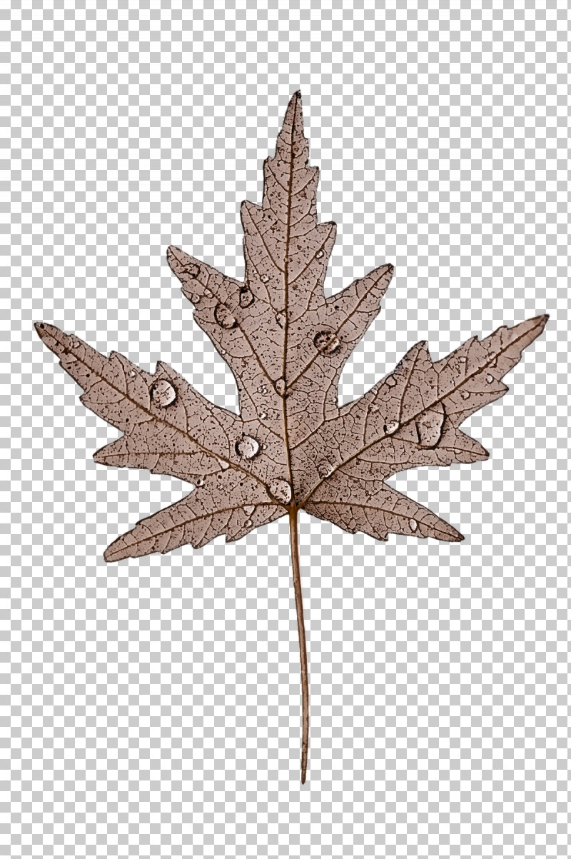 Leaf Maple Leaf / M Twig Tree M-tree PNG, Clipart, Biology, Leaf, Maple Leaf M, Mtree, Plants Free PNG Download