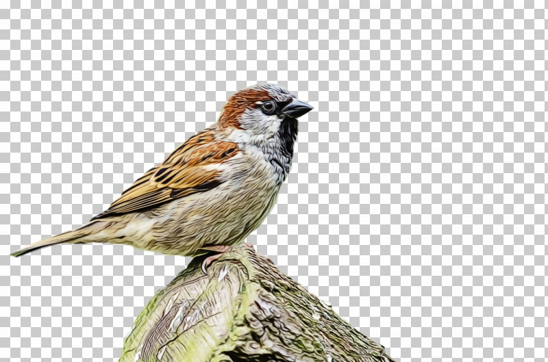 Bird House Sparrow Sparrow Beak Finch PNG, Clipart, Beak, Bird, Emberizidae, Finch, House Sparrow Free PNG Download