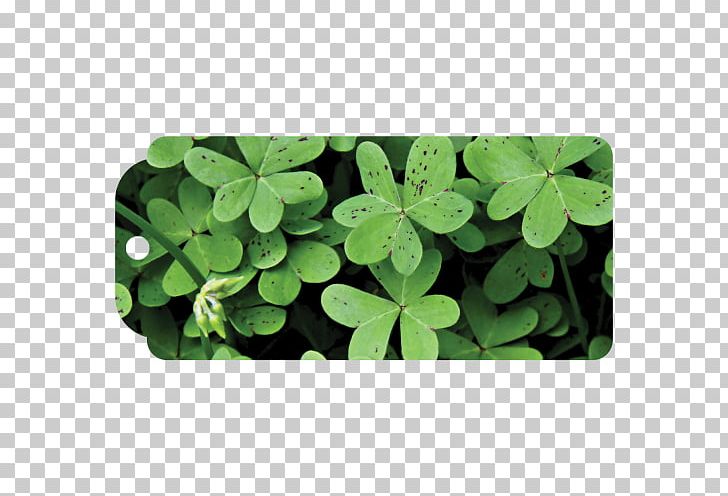 Shamrock Four-leaf Clover Saint Patrick's Day Luck PNG, Clipart,  Free PNG Download