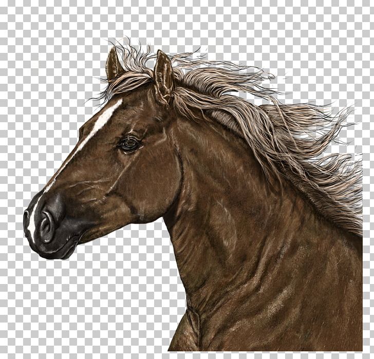 American Paint Horse Mustang Mane Stallion Drawing PNG, Clipart, American Paint Horse, Art, Bit, Bridle, Drawing Free PNG Download