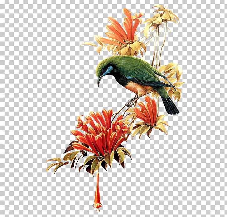 Bird Transparency And Translucency PNG, Clipart, Animals, Beak, Bird, Cut Flowers, Digital Image Free PNG Download