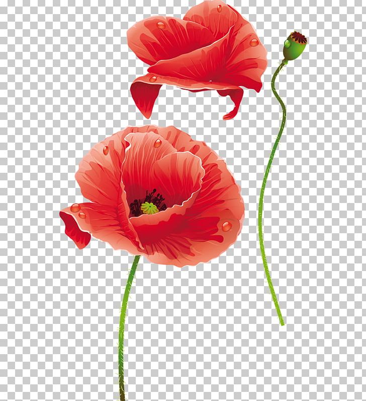 Flower Poppy Photography PNG, Clipart, Coquelicot, Cut Flowers, Daffodil, Download, Drawing Free PNG Download