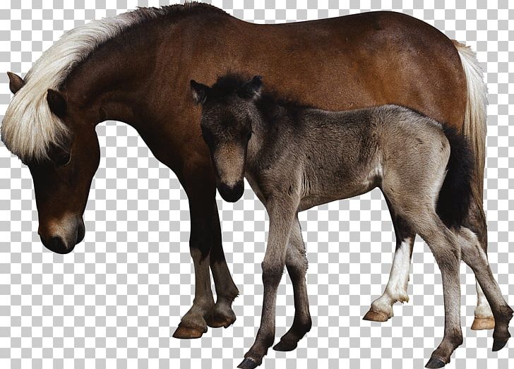 Horse Laptop Dog Ultrasonography Ultrasound PNG, Clipart, 3d Ultrasound, Animal, Animals, Foal, Horse Free PNG Download