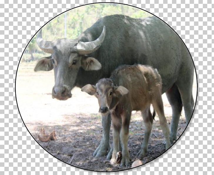 carabao clipart images