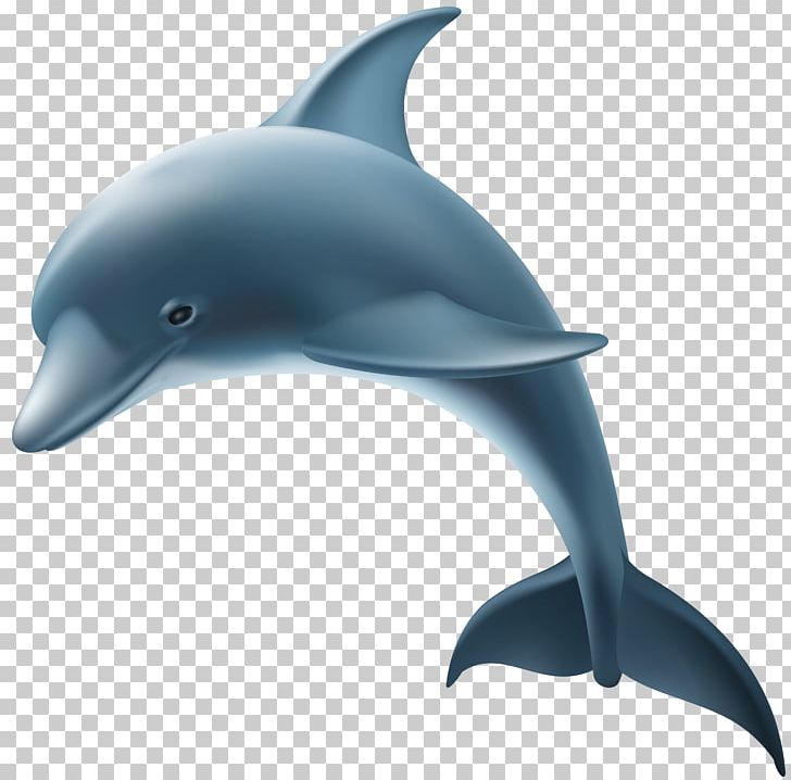 Common Bottlenose Dolphin Short-beaked Common Dolphin Rough-toothed Dolphin Wholphin PNG, Clipart, Baiji, Beak, Cetacea, Chinese White Dolphin, Clipart Free PNG Download
