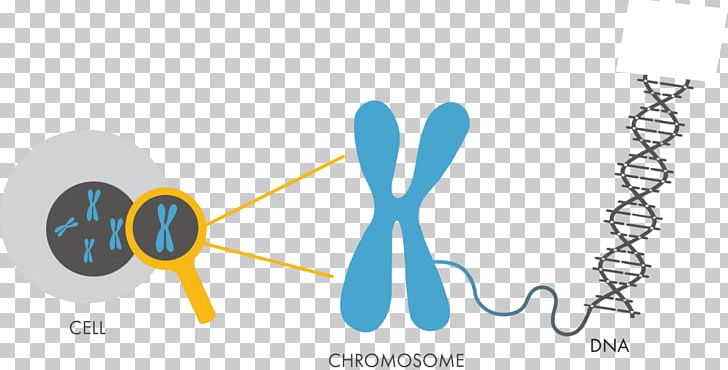 DNA Chromosome Genetics Nucleotide Cell PNG, Clipart, Adenine, Angle, Cell, Cell Nucleus, Chromosome Free PNG Download