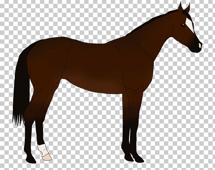 Shire Horse Belgian Horse Arabian Horse Foal Mare PNG, Clipart, Animals, Arabian Horse, Bay, Bridle, Colt Free PNG Download