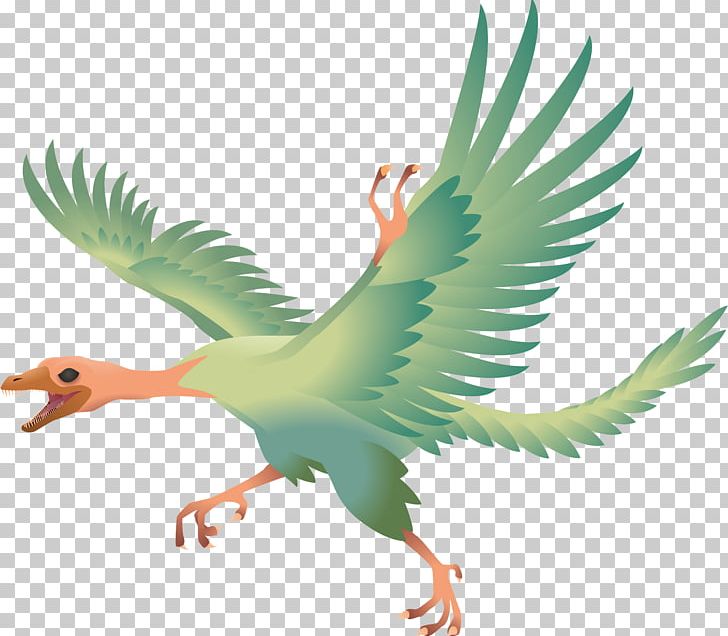 Archaeopteryx Bird Compsognathus Jeholornis Dinosaur PNG, Clipart, Animals, Archaeopteryx, Art, Beak, Bird Free PNG Download