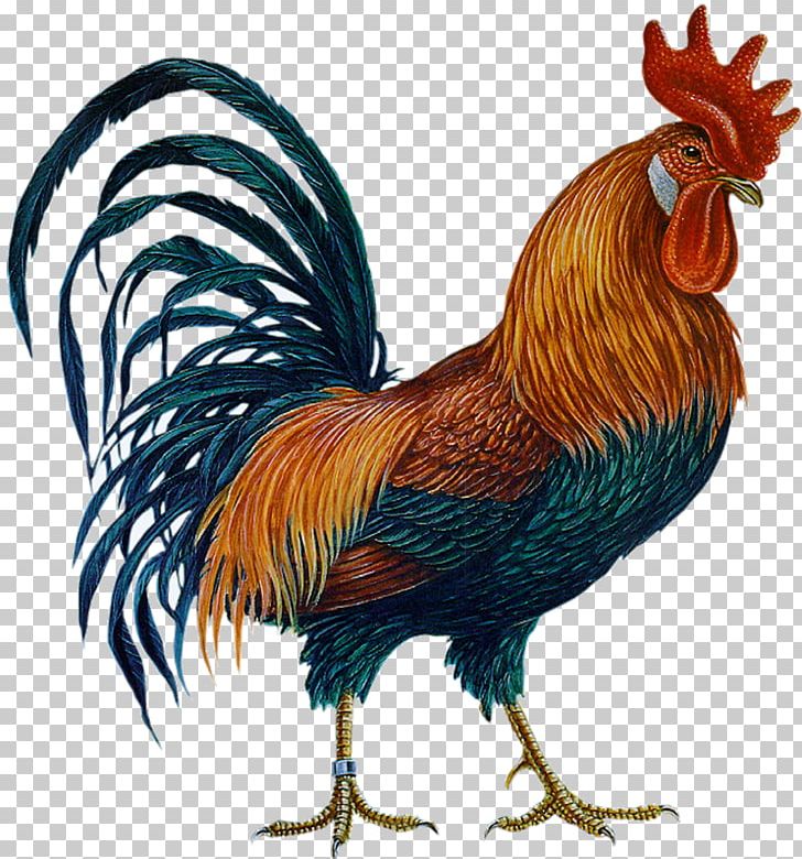 Chicken Rooster PNG, Clipart, Animals, Beak, Bird, Chicken, Computer Icons Free PNG Download