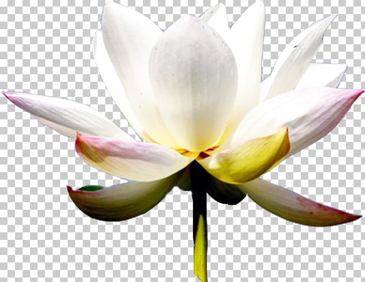Light White PNG, Clipart, Aquatic Plant, Artworks, Autumn Leaf, Color, Flower Free PNG Download