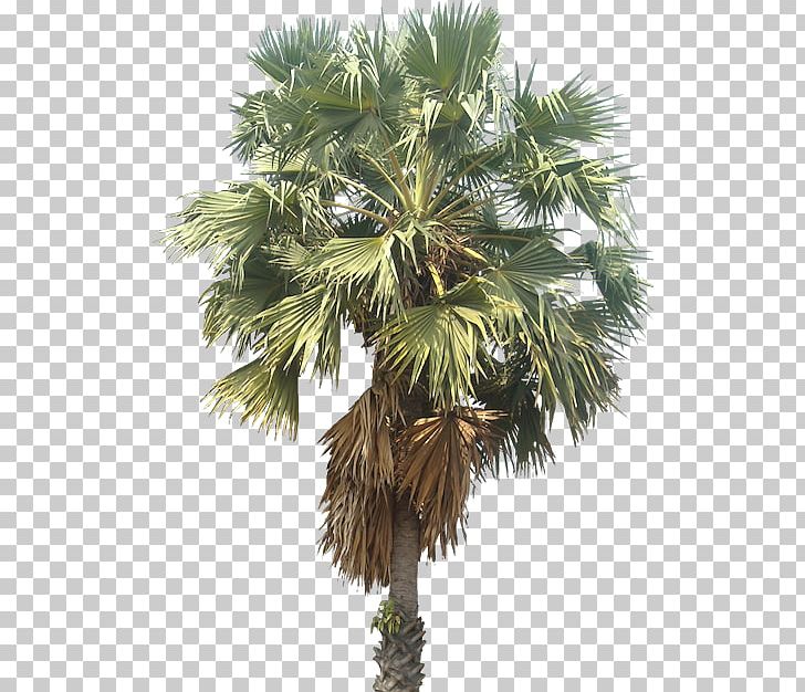 Mexican Fan Palm Arecaceae Wodyetia Tree PNG, Clipart, Arecaceae, Arecales, Areca Nut, Asian Palmyra Palm, Attalea Speciosa Free PNG Download