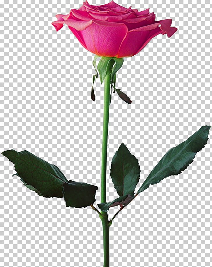 Black Rose Flower Seedling PNG, Clipart, Black Rose, Blue Rose, Bud, Color, Cut Flowers Free PNG Download