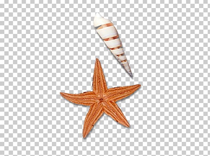 Starfish Sea Snail Designer PNG, Clipart, Animals, Beach, Beautiful Starfish, Cartoon Starfish, Conch Free PNG Download