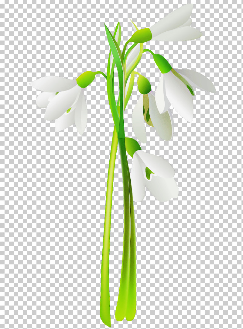 Snowdrop Flower Galanthus Plant Plant Stem PNG, Clipart, Amaryllis Family, Cut Flowers, Flower, Galanthus, Pedicel Free PNG Download
