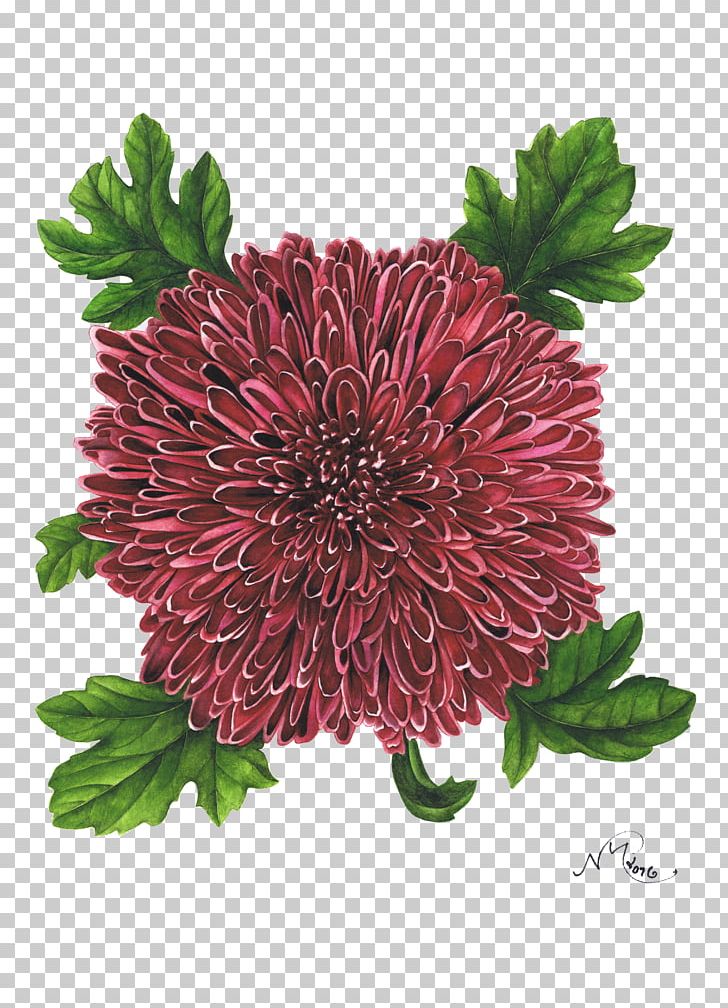 Chrysanthemum London Cut Flowers Art PNG, Clipart, Annual Plant, Art, Aster, Chrysanthemum, Chrysanths Free PNG Download
