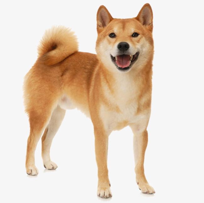 Sweet Smile Of Shiba Inu PNG, Clipart, Dogs, Inu, Inu Clipart, Inu Clipart, Japan Free PNG Download