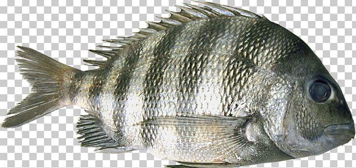 Tilapia Barramundi Perch Oily Fish PNG, Clipart, Animals, Barramundi, Fauna, Fish, Oily Fish Free PNG Download