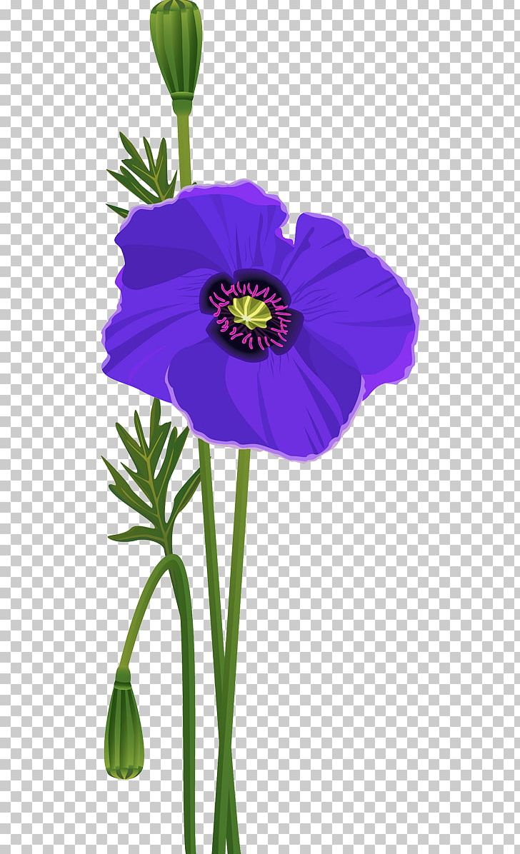 Anemone Common Poppy Cut Flowers Petal PNG, Clipart, Anemone, Annual Plant, Cicek Resimleri, Common Poppy, Cut Flowers Free PNG Download