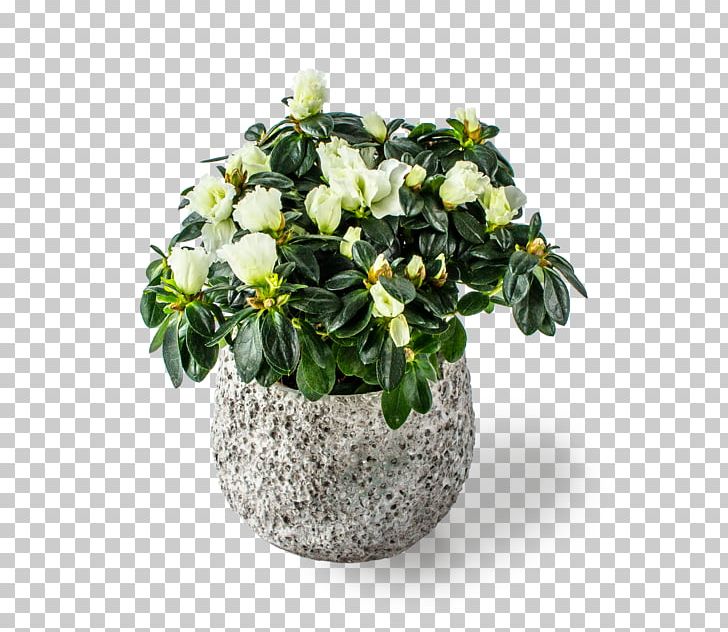 Cut Flowers Flowerpot Houseplant Flowering Plant PNG, Clipart, Cut Flowers, Flower, Flowering Plant, Flowerpot, Houseplant Free PNG Download