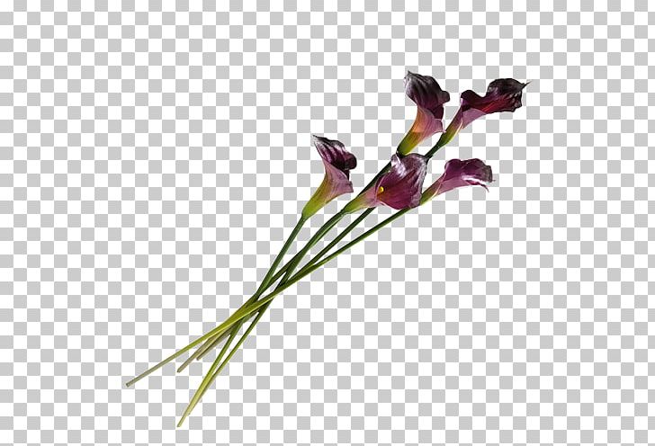 Flower Portable Network Graphics Gladiolus PNG, Clipart, Bud, Cut Flowers, Download, Flora, Flower Free PNG Download