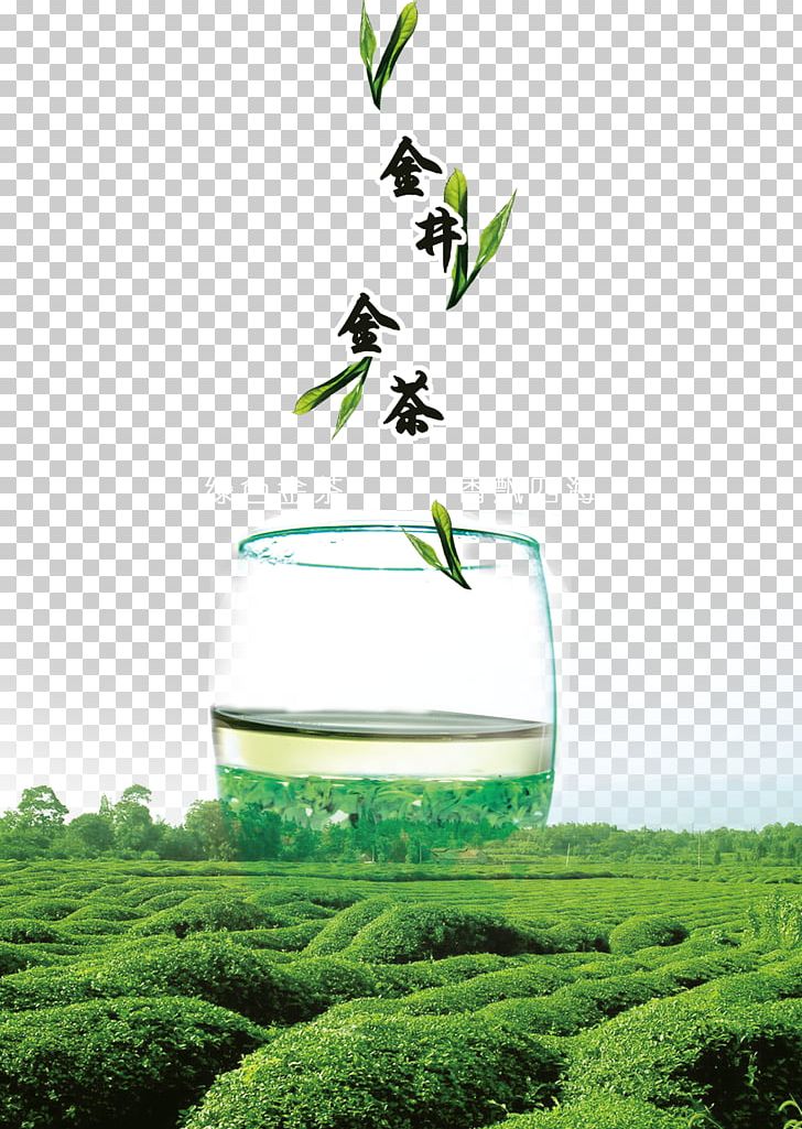 Green Tea Longjing Tea Camellia Sinensis PNG, Clipart, Background Material, Black Tea, Chinese Tea, Computer Wallpaper, Fall Leaves Free PNG Download
