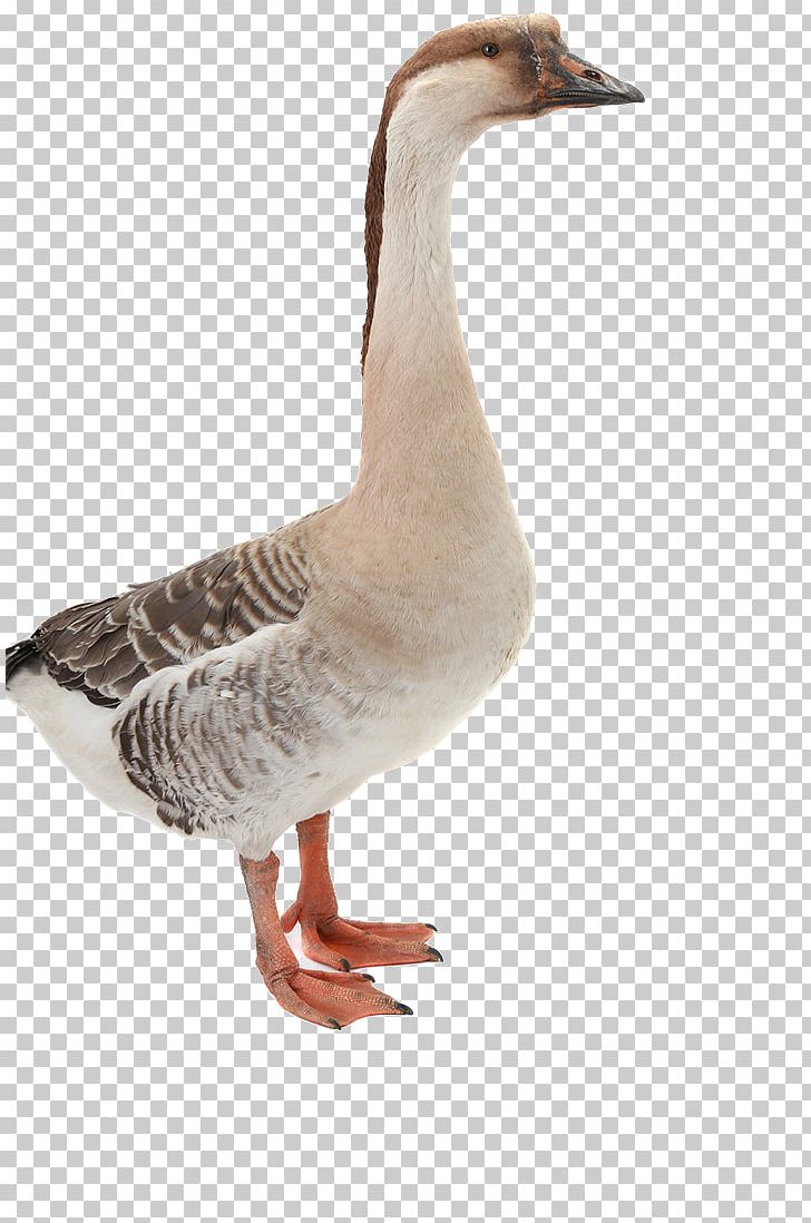 Mallard Domestic Goose Duck PNG, Clipart, Animal, Animals, Beak, Bird, Canadian Goose Free PNG Download
