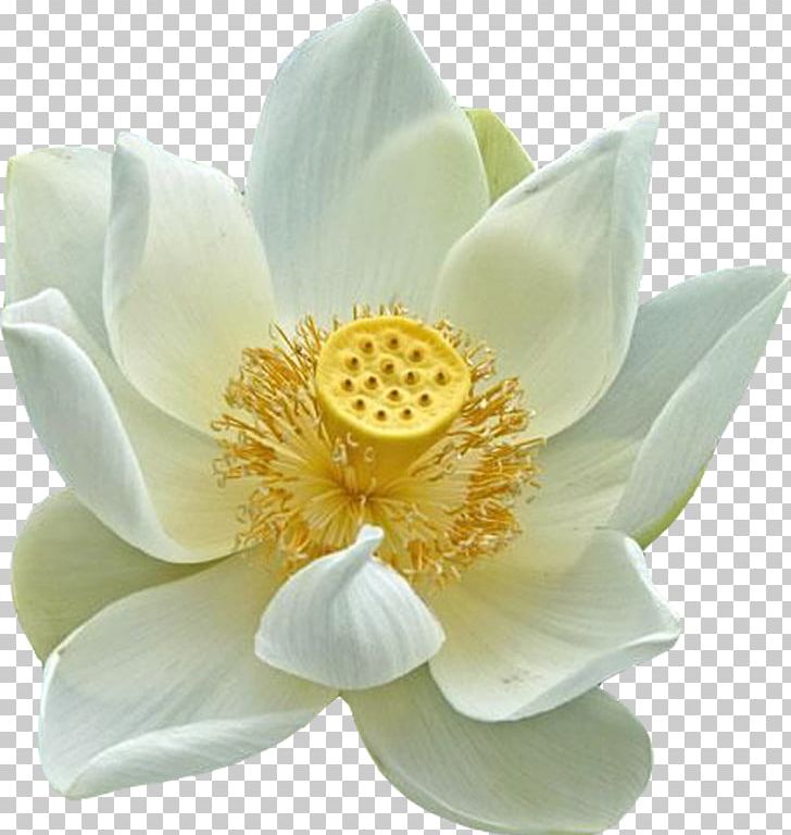 Nelumbo Nucifera Egyptian Lotus Plant Symbolism Flower PNG, Clipart, Aquatic Plant, Color, Drawing, Egyptian, Egyptian Lotus Free PNG Download