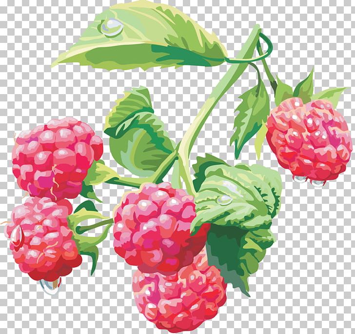 Red Raspberry PNG, Clipart, Blackberry, Boysenberry, Cleaneating, Down, Food Free PNG Download