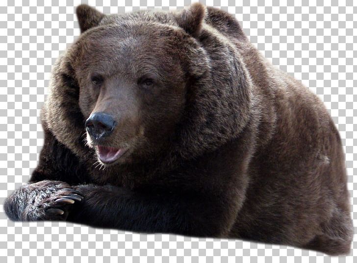 American Black Bear Brown Bear Polar Bear Grizzly Bear PNG, Clipart, American Black Bear, Animal, Animals, Bear, Bears Free PNG Download