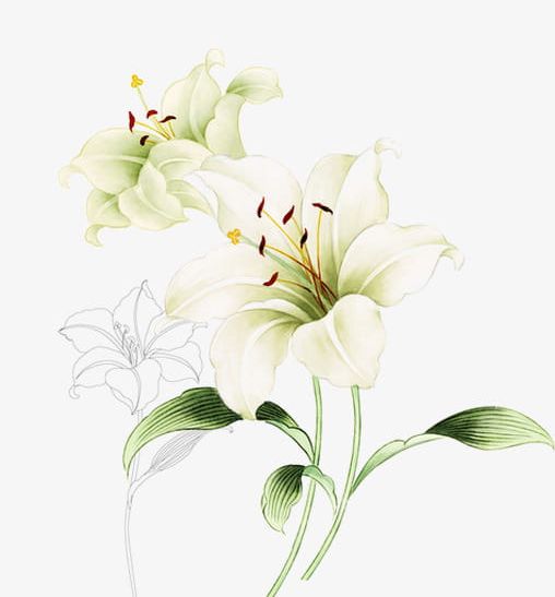 Lines Hand-painted White Flowers PNG, Clipart, Backgrounds, Beauty In Nature, Botany, Branch, Decoration Free PNG Download