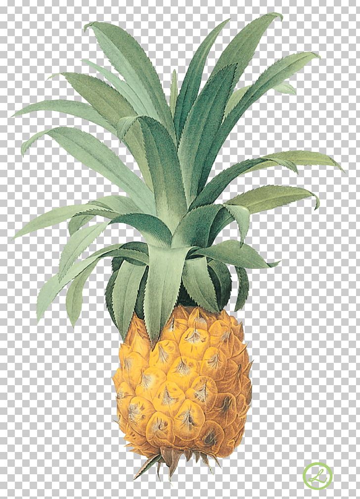 Pineapple Printing Botanical Illustration Printmaking Fruit PNG, Clipart, Ananas, Bromeliaceae, Bromeliads, Canon, Chia Free PNG Download