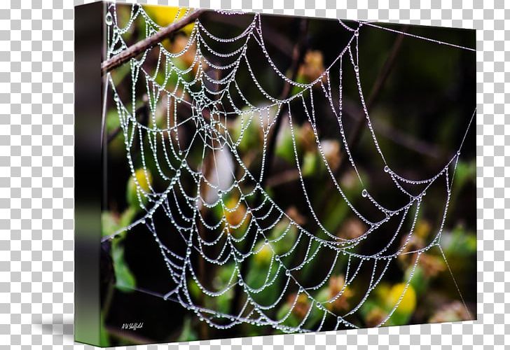 Spider Web Moisture Close-up PNG, Clipart, Arachnid, Closeup, Close Up, Insects, Invertebrate Free PNG Download