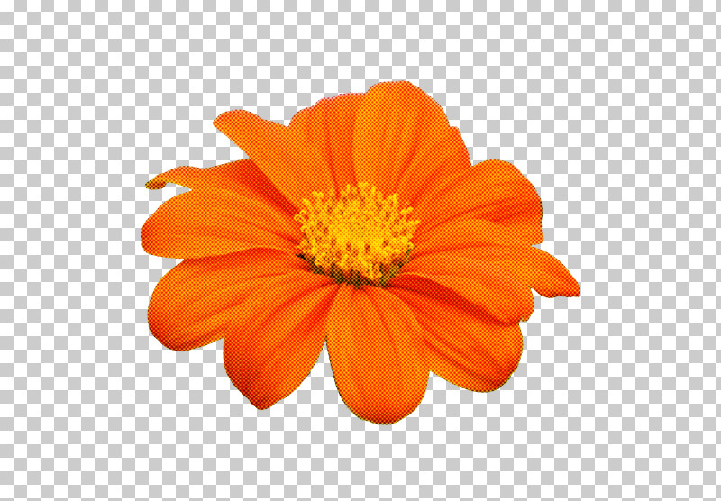 Orange PNG, Clipart, Annual Plant, Calendula, Cosmos, Daisy Family, English Marigold Free PNG Download