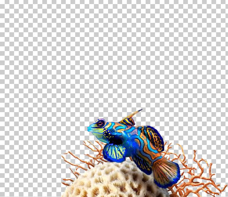 Close-up Pest Mandarinfish PNG, Clipart, Bee, Closeup, Fish, Insect, Invertebrate Free PNG Download