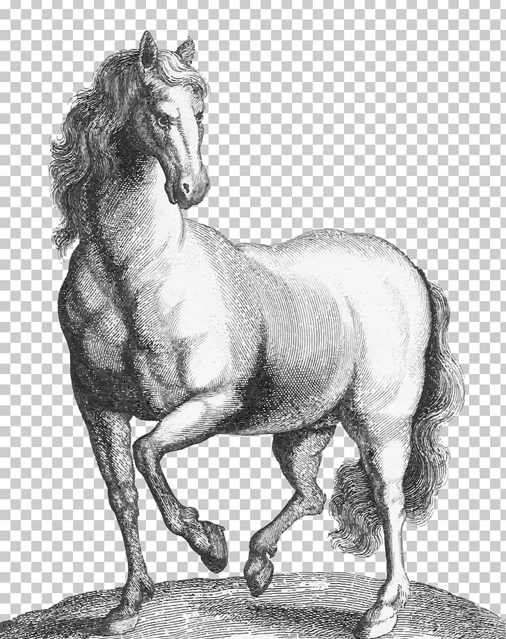 Mustang Stallion Pony Etching Animal PNG, Clipart, Animal, Art, Black And White, Bridle, Drawing Free PNG Download