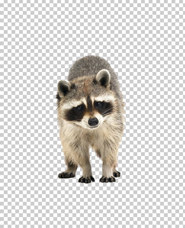 Raccoon Cuteness Icon PNG, Clipart, Animal, Animals, Animation, Aquarelle Raccoon, Carnivoran Free PNG Download