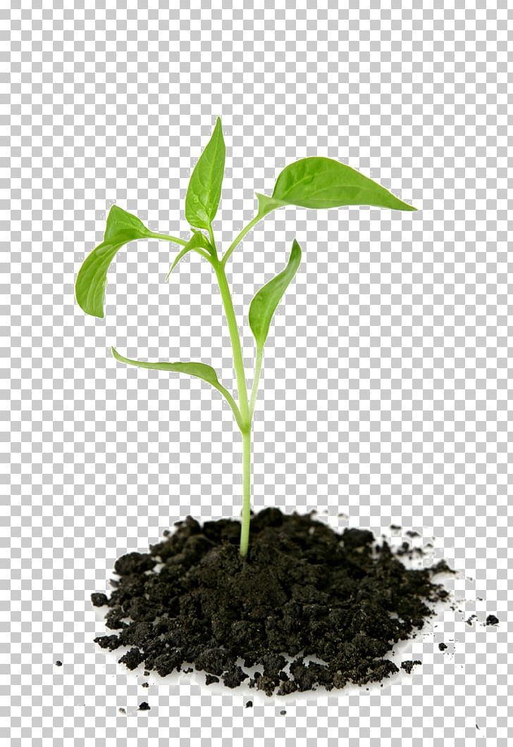 Portable Network Graphics Tree Planting Leyland Cypress Farm PNG, Clipart, Business, Cupressus, Drip Irrigation, Evergreen, Farm Free PNG Download