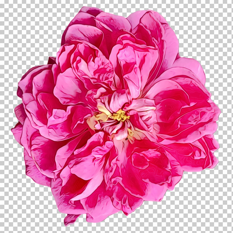 Garden Roses PNG, Clipart, Cabbage Rose, Chrysanthemum, Color, Cut Flowers, Dahlia Free PNG Download