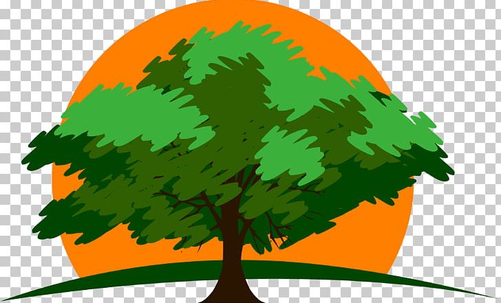 Tree Green Leaf PNG, Clipart, Grass, Green, Leaf, Nature, Plant Free PNG Download