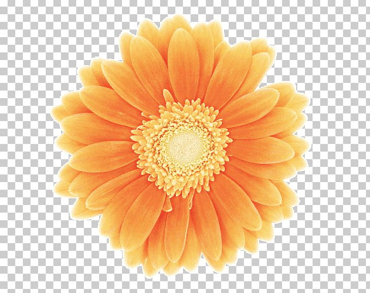 Villa Morneto Transvaal Daisy Marriage Senkaku Islands Eucharist PNG, Clipart, Calendula, Chrysanthemum, Chrysanths, Confirmation, Cut Flowers Free PNG Download