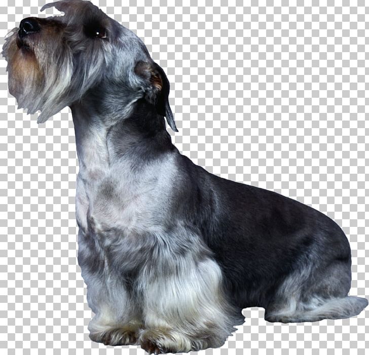 Miniature Schnauzer Cesky Terrier Standard Schnauzer Rare Breed (dog) Companion Dog PNG, Clipart, Bread Pan, Breed, Carnivoran, Collie, Dog Free PNG Download