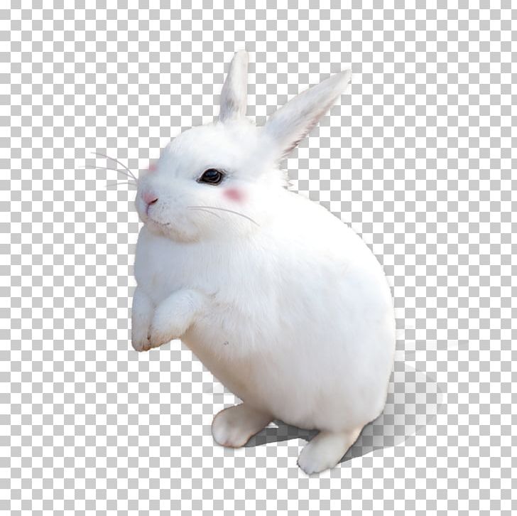 White Rabbit PNG, Clipart, Animals, Bunny, Domestic Rabbit, Download, Encapsulated Postscript Free PNG Download